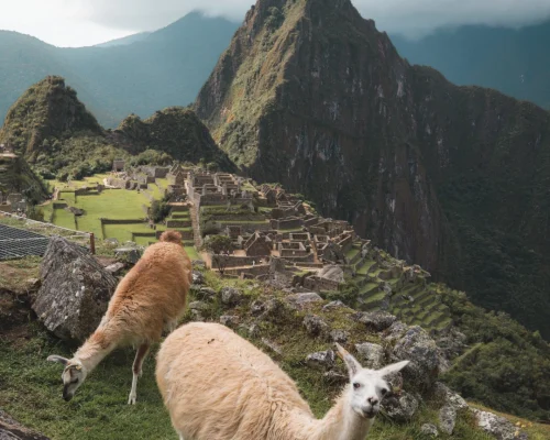 The Art of Alpaca Wool: Uncovering Cusco’s Textiles