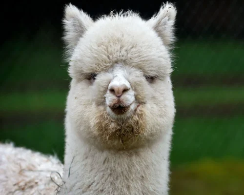 Llamas and Alpacas: Spot the Differences in your Cusco Tour