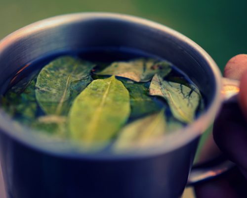 Coca Tea for Cusco Treks: Your Natural Ally in the Andes Coca Tea for Cusco Treks: Your Natural Ally in the Andes