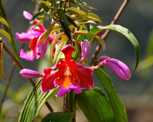 Machu Picchu Orchids: The Hidden Gems of the Inca Sanctuary Machu Picchu Orchids: The Hidden Gems of the Inca Sanctuary