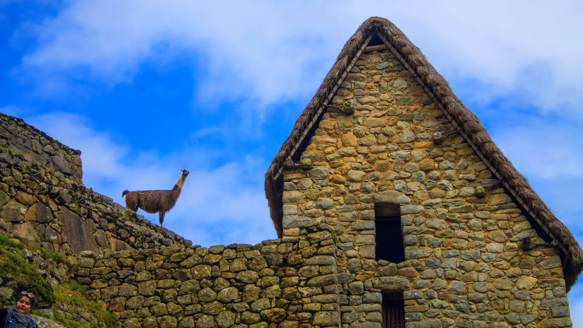 A llama standing on an ancient Inca stone wall next to a traditional building with a thatched roof, an example of stunning Inca Architecture. - Magical Cusco Travel Agency